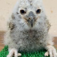 マゼランワシミミズクイメージ